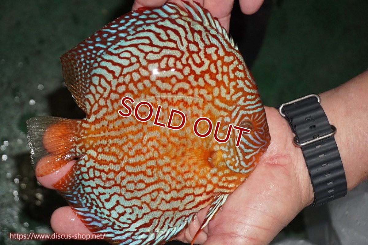 画像3: 【ディスカス】【通販】クリムゾンレッドギャラクシー（ハイフォーム）【個体販売】17-18cm（生体）マレーシア　NAディスカスファーム (3)