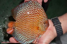 画像3: 【ディスカス】【通販】クリムゾンレッドギャラクシー（ハイフォーム）【個体販売】17-18cm（生体）マレーシア　NAディスカスファーム (3)