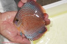 画像1: 【ディスカス】【通販】スーパーレッドキングバイパー（ハイフォーム）【個体販売】13cm（生体）マレーシア　NAディスカスファーム (1)