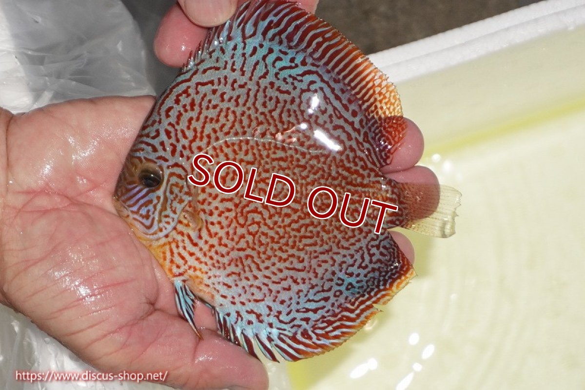 画像2: 【ディスカス】【通販】スーパーレッドキングバイパー（ハイフォーム）【個体販売】13cm（生体）マレーシア　NAディスカスファーム (2)