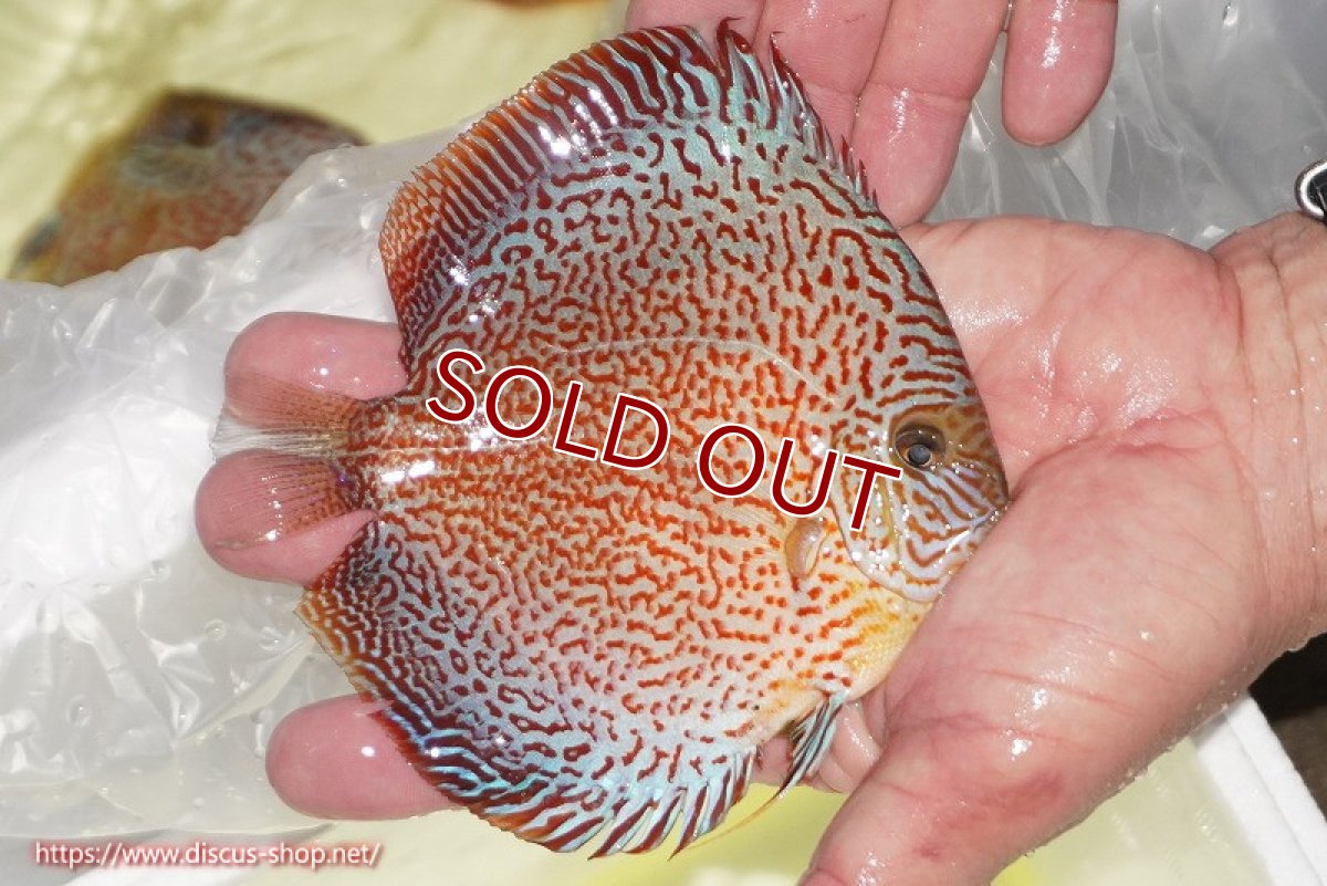 画像3: 【ディスカス】【通販】スーパーレッドキングバイパー（ハイフォーム）【個体販売】13cm（生体）マレーシア　NAディスカスファーム (3)