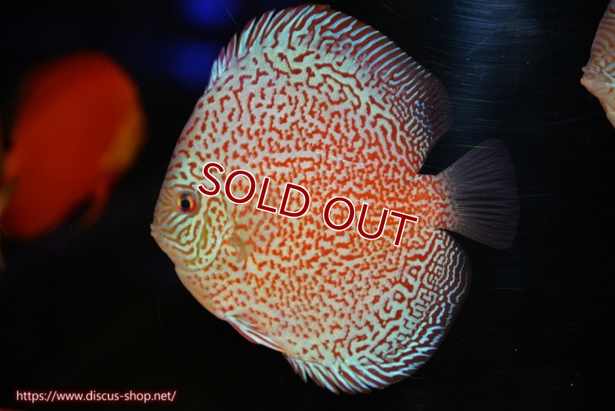 画像1: 【ディスカス】【通販】スーパーレッドキングバイパー（ハイフォーム）【個体販売】13cm（生体）マレーシア　NAディスカスファーム (1)