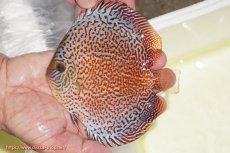 画像1: 【ディスカス】【通販】スーパーレッドキングバイパー（ハイフォーム）【個体販売】13cm（生体）マレーシア　NAディスカスファーム (1)