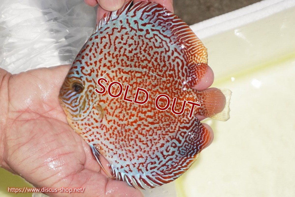 画像2: 【ディスカス】【通販】スーパーレッドキングバイパー（ハイフォーム）【個体販売】13cm（生体）マレーシア　NAディスカスファーム (2)