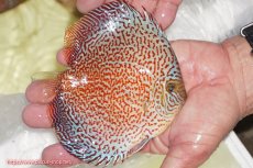 画像2: 【ディスカス】【通販】スーパーレッドキングバイパー（ハイフォーム）【個体販売】13cm（生体）マレーシア　NAディスカスファーム (2)