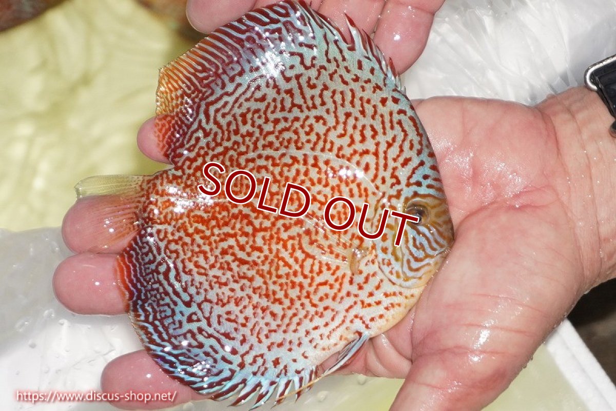 画像3: 【ディスカス】【通販】スーパーレッドキングバイパー（ハイフォーム）【個体販売】13cm（生体）マレーシア　NAディスカスファーム (3)