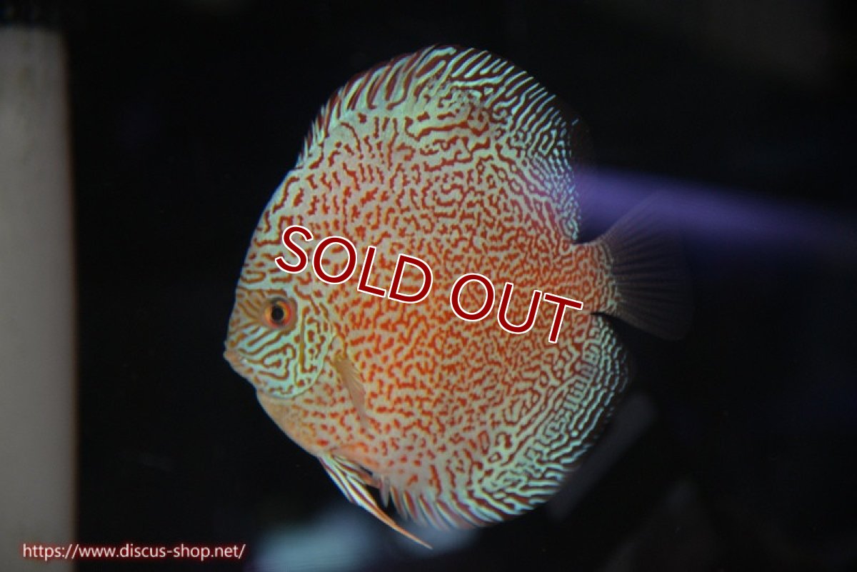 画像1: 【10%OFF対象商品30周年セール】【ディスカス】【通販】スーパーレッドキングバイパー（ハイフォーム）【個体販売】13cm（生体）マレーシア　NAディスカスファーム (1)