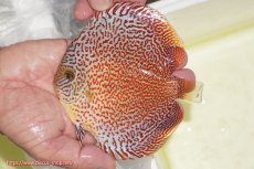 画像1: 【ディスカス】【通販】スーパーレッドキングバイパー（ハイフォーム）【個体販売】13cm（生体）マレーシア　NAディスカスファーム (1)