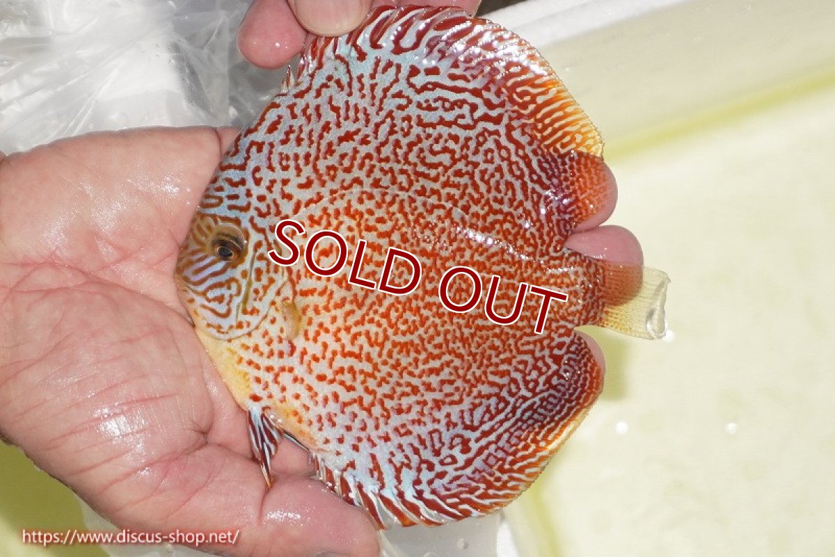 画像2: 【10%OFF対象商品30周年セール】【ディスカス】【通販】スーパーレッドキングバイパー（ハイフォーム）【個体販売】13cm（生体）マレーシア　NAディスカスファーム (2)
