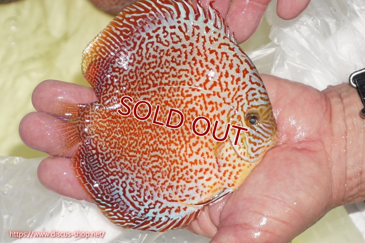 画像3: 【10%OFF対象商品30周年セール】【ディスカス】【通販】スーパーレッドキングバイパー（ハイフォーム）【個体販売】13cm（生体）マレーシア　NAディスカスファーム (3)