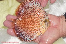 画像3: 【ディスカス】【通販】スーパーレッドキングバイパー（ハイフォーム）【個体販売】13cm（生体）マレーシア　NAディスカスファーム (3)