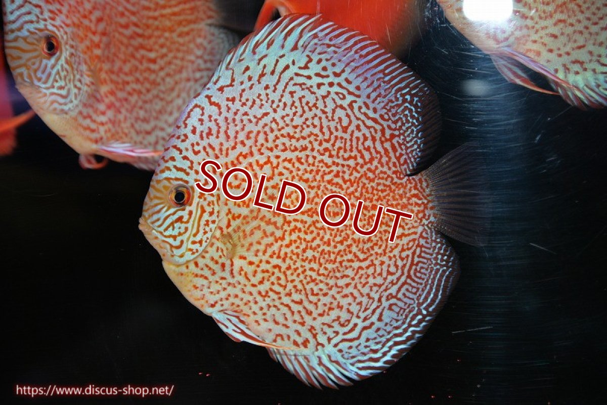 画像1: 【ディスカス】【通販】スーパーレッドキングバイパー（ハイフォーム）【個体販売】13cm（生体）マレーシア　NAディスカスファーム (1)