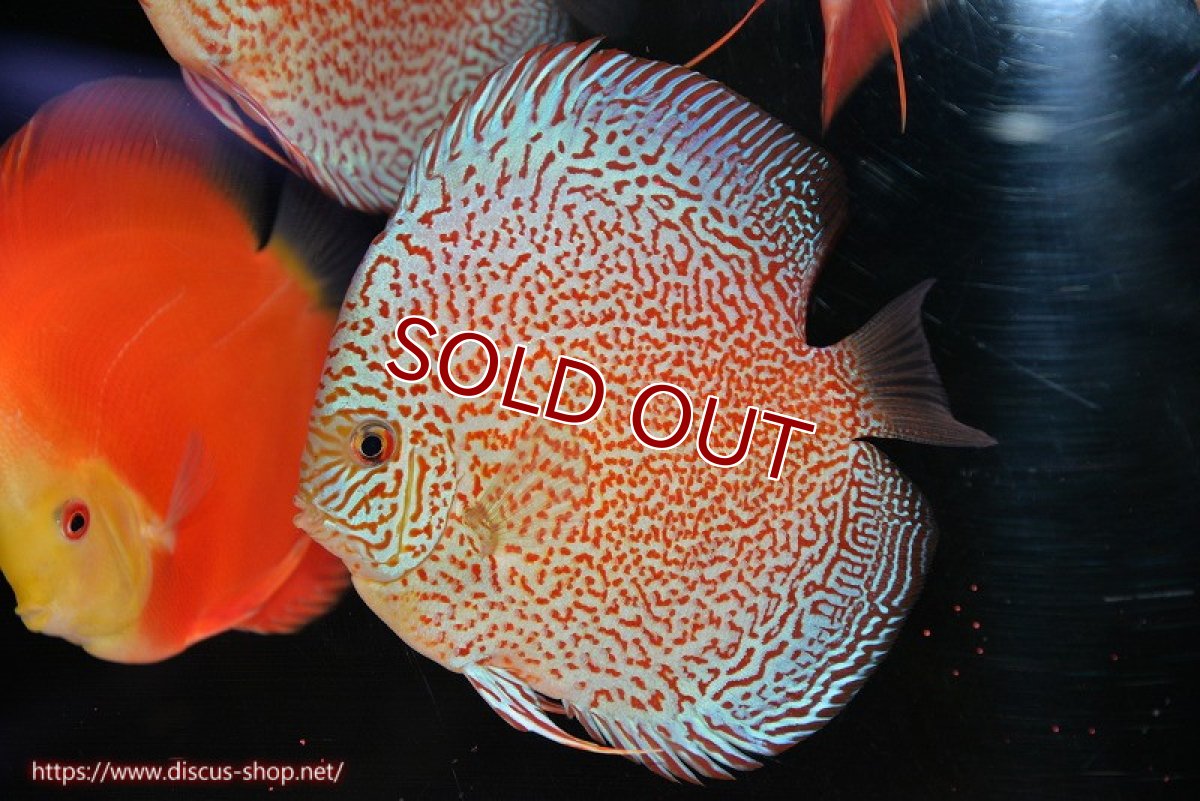 画像2: 【ディスカス】【通販】スーパーレッドキングバイパー（ハイフォーム）【個体販売】13cm（生体）マレーシア　NAディスカスファーム (2)