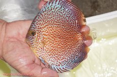 画像3: 【ディスカス】【通販】スーパーレッドキングバイパー（ハイフォーム）【個体販売】13cm（生体）マレーシア　NAディスカスファーム (3)