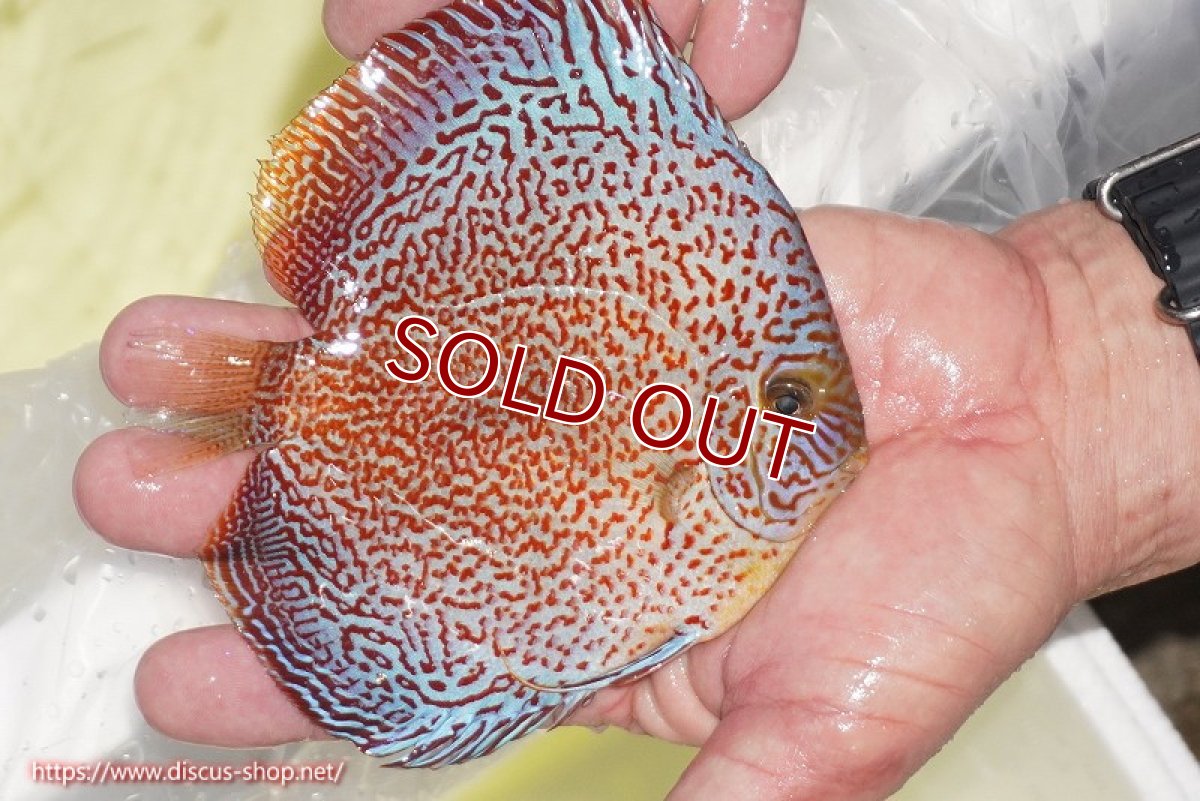 画像4: 【ディスカス】【通販】スーパーレッドキングバイパー（ハイフォーム）【個体販売】13cm（生体）マレーシア　NAディスカスファーム (4)