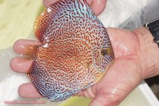 画像4: 【ディスカス】【通販】スーパーレッドキングバイパー（ハイフォーム）【個体販売】13cm（生体）マレーシア　NAディスカスファーム (4)