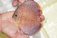 画像1: 【ディスカス】【通販】スーパーレッドキングバイパー（ハイフォーム）【個体販売】13cm（生体）マレーシア　NAディスカスファーム (1)