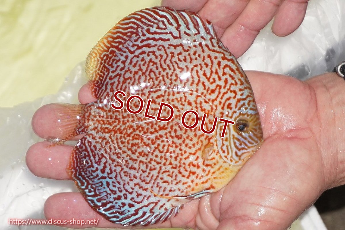 画像3: 【決算セール クーポンご利用で更に10％OFF対象商品】【ディスカス】【通販】スーパーレッドキングバイパー（ハイフォーム）【個体販売】13cm（生体）マレーシア　NAディスカスファーム (3)