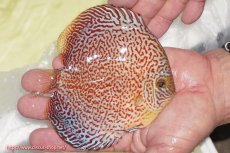 画像3: 【ディスカス】【通販】スーパーレッドキングバイパー（ハイフォーム）【個体販売】13cm（生体）マレーシア　NAディスカスファーム (3)