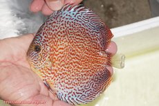 画像1: 【ディスカス】【通販】スーパーレッドキングバイパー（ハイフォーム）【個体販売】13cm（生体）マレーシア　NAディスカスファーム (1)