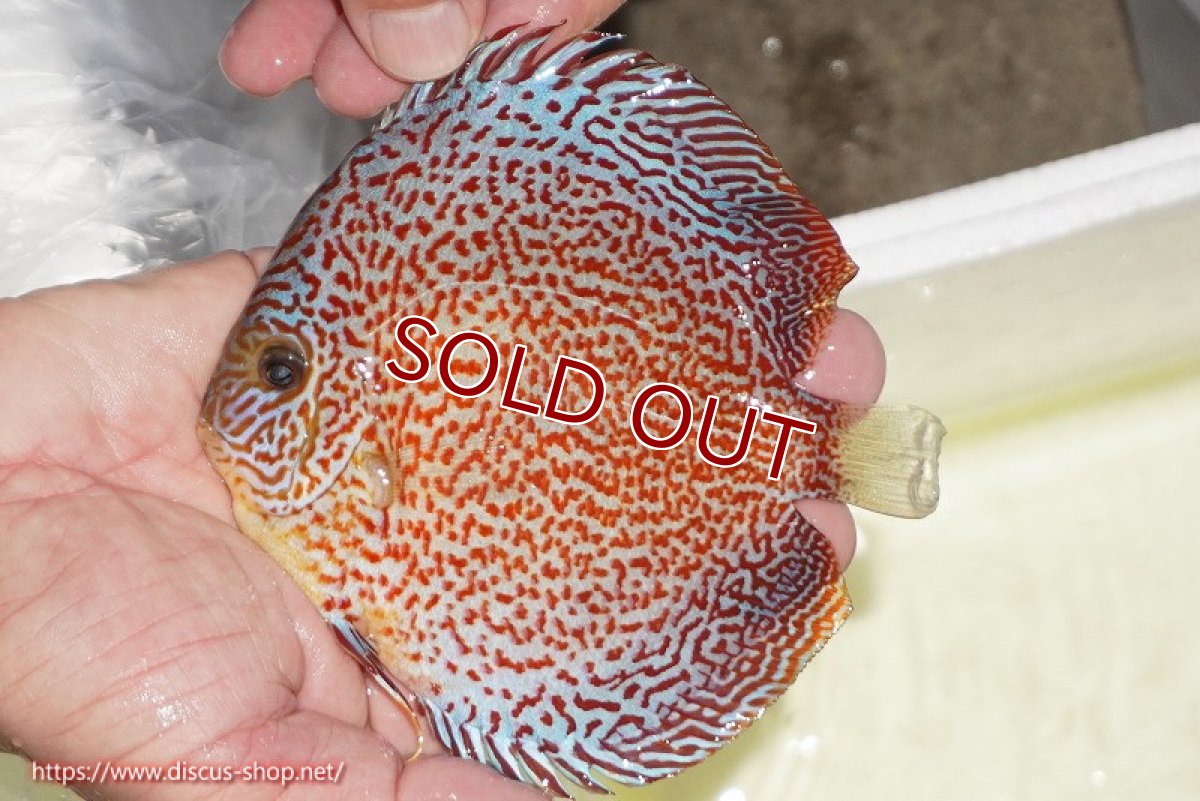 画像2: 【ディスカス】【通販】スーパーレッドキングバイパー（ハイフォーム）【個体販売】13cm（生体）マレーシア　NAディスカスファーム (2)