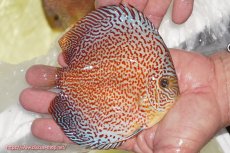 画像2: 【ディスカス】【通販】スーパーレッドキングバイパー（ハイフォーム）【個体販売】13cm（生体）マレーシア　NAディスカスファーム (2)