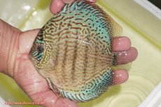 画像1: 【ディスカス】【通販】サクラメイズレオパード（ハイフォーム）【個体販売】13-14cm（生体）マレーシア　KLディスカスファーム (1)