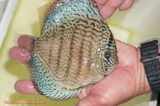 画像2: 【ディスカス】【通販】サクラメイズレオパード（ハイフォーム）【個体販売】13-14cm（生体）マレーシア　KLディスカスファーム (2)