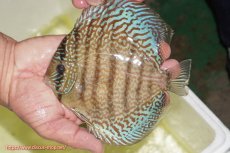 画像1: 【ディスカス】【通販】サクラメイズレオパード（ハイフォーム）【個体販売】13-14cm（生体）マレーシア　KLディスカスファーム (1)