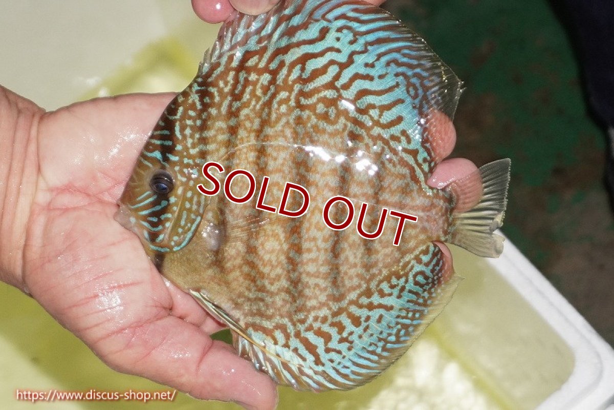 画像2: 【ディスカス】【通販】サクラメイズレオパード（ハイフォーム）【個体販売】13-14cm（生体）マレーシア　KLディスカスファーム (2)
