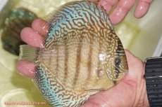 画像2: 【ディスカス】【通販】サクラメイズレオパード（ハイフォーム）【個体販売】13-14cm（生体）マレーシア　KLディスカスファーム (2)