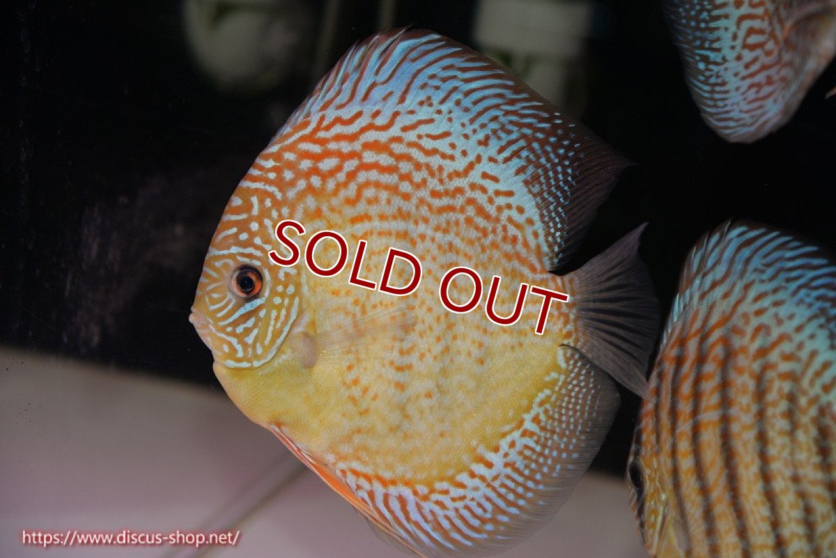 画像1: 【ディスカス】【通販】サクラメイズレオパード（ハイフォーム）【個体販売】13-14cm（生体）マレーシア　KLディスカスファーム (1)