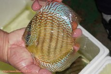 画像1: 【ディスカス】【通販】サクラメイズレオパード（ハイフォーム）【個体販売】13-14cm（生体）マレーシア　KLディスカスファーム (1)