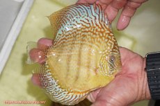 画像2: 【ディスカス】【通販】サクラメイズレオパード（ハイフォーム）【個体販売】13-14cm（生体）マレーシア　KLディスカスファーム (2)