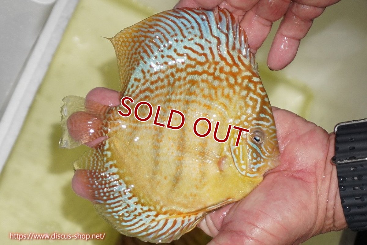 画像3: 【ディスカス】【通販】サクラメイズレオパード（ハイフォーム）【個体販売】13-14cm（生体）マレーシア　KLディスカスファーム (3)
