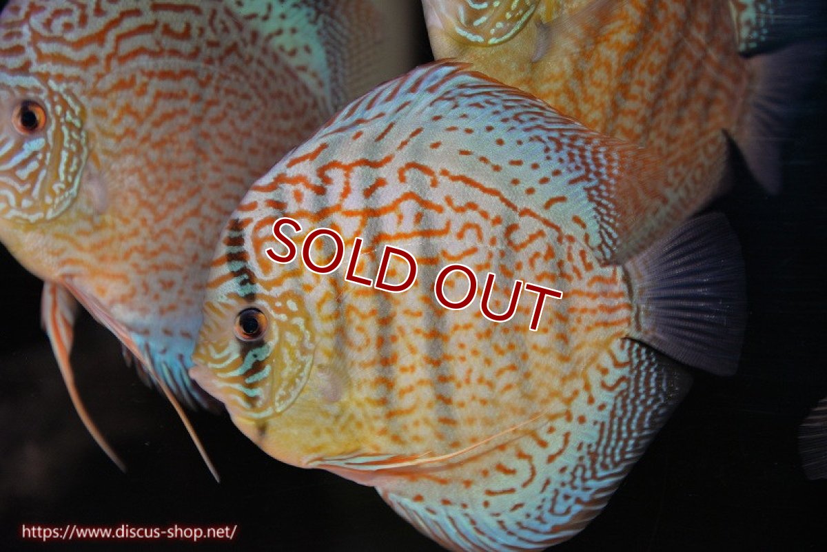 画像1: 【決算セール クーポンご利用で更に10％OFF対象商品】【ディスカス】【通販】サクラメイズレオパード（ハイフォーム）【個体販売】13-14cm（生体）マレーシア　KLディスカスファーム (1)