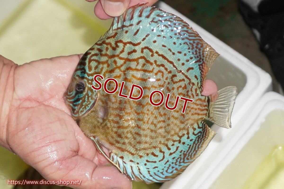画像2: 【決算セール クーポンご利用で更に10％OFF対象商品】【ディスカス】【通販】サクラメイズレオパード（ハイフォーム）【個体販売】13-14cm（生体）マレーシア　KLディスカスファーム (2)