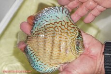 画像2: 【ディスカス】【通販】サクラメイズレオパード（ハイフォーム）【個体販売】13-14cm（生体）マレーシア　KLディスカスファーム (2)