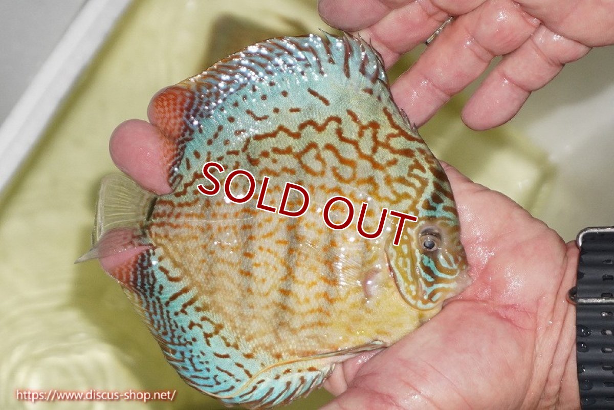 画像3: 【決算セール クーポンご利用で更に10％OFF対象商品】【ディスカス】【通販】サクラメイズレオパード（ハイフォーム）【個体販売】13-14cm（生体）マレーシア　KLディスカスファーム (3)