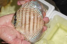 画像1: 【ディスカス】【通販】サクラメイズレオパード（ハイフォーム）【個体販売】13-14cm（生体）マレーシア　KLディスカスファーム (1)