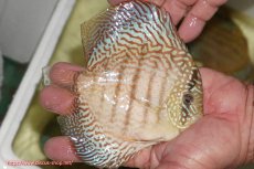 画像2: 【ディスカス】【通販】サクラメイズレオパード（ハイフォーム）【個体販売】13-14cm（生体）マレーシア　KLディスカスファーム (2)