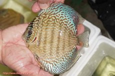 画像1: 【ディスカス】【通販】サクラメイズレオパード（ハイフォーム）【個体販売】13-14cm（生体）マレーシア　KLディスカスファーム (1)