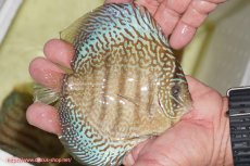 画像2: 【ディスカス】【通販】サクラメイズレオパード（ハイフォーム）【個体販売】13-14cm（生体）マレーシア　KLディスカスファーム (2)