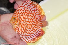 画像1: 【ディスカス】【通販】スーパーレッドジャガー（ハイフォーム）【個体販売】12-13cm （生体）マレーシア　NAディスカスファーム (1)