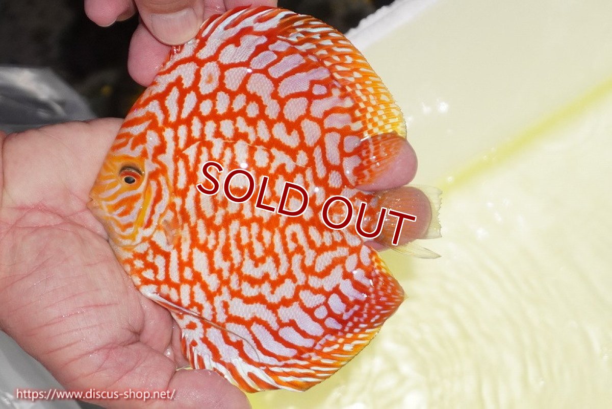 画像2: 【ディスカス】【通販】スーパーレッドジャガー（ハイフォーム）【個体販売】12-13cm （生体）マレーシア　NAディスカスファーム (2)