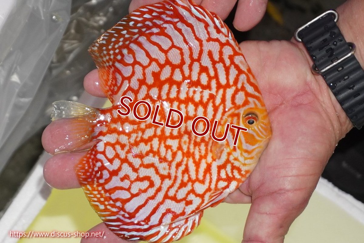 画像3: 【ディスカス】【通販】スーパーレッドジャガー（ハイフォーム）【個体販売】12-13cm （生体）マレーシア　NAディスカスファーム (3)