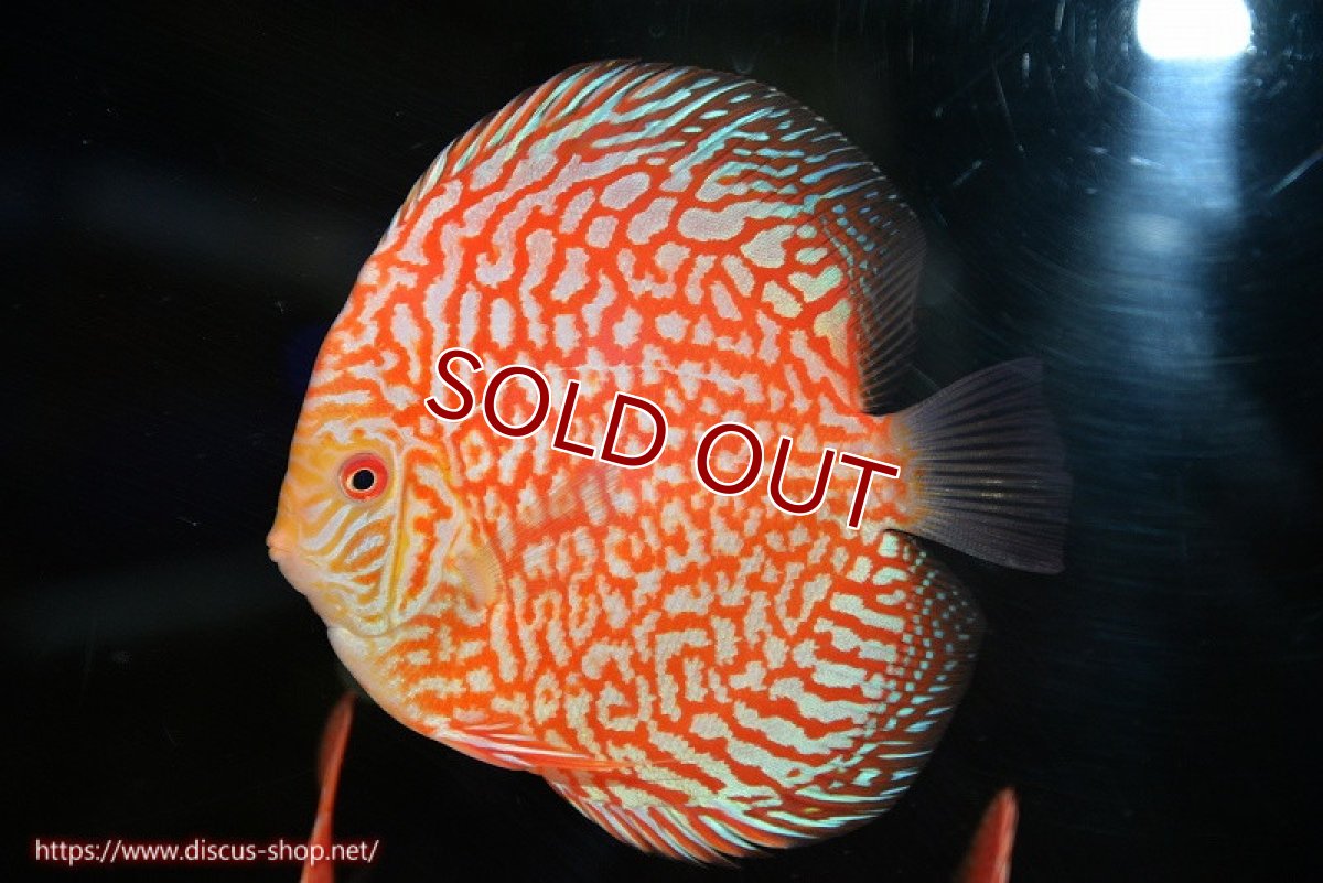 画像1: 【決算セール クーポンご利用で更に10％OFF対象商品】【ディスカス】【通販】スーパーレッドジャガー（ハイフォーム）【個体販売】12-13cm （生体）マレーシア　NAディスカスファーム (1)