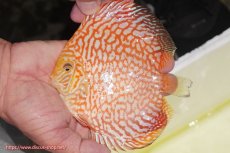 画像1: 【ディスカス】【通販】スーパーレッドジャガー（ハイフォーム）【個体販売】12-13cm （生体）マレーシア　NAディスカスファーム (1)