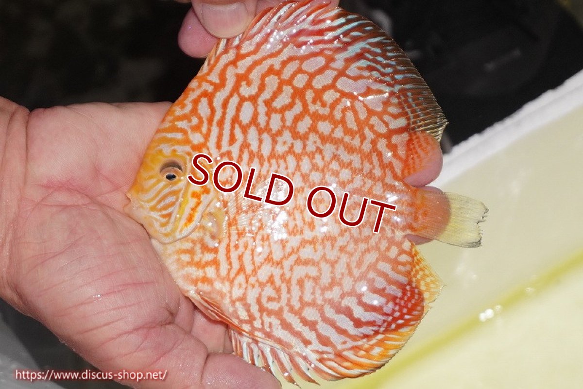 画像2: 【決算セール クーポンご利用で更に10％OFF対象商品】【ディスカス】【通販】スーパーレッドジャガー（ハイフォーム）【個体販売】12-13cm （生体）マレーシア　NAディスカスファーム (2)