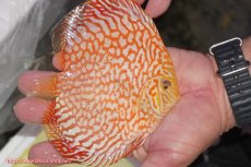 画像2: 【ディスカス】【通販】スーパーレッドジャガー（ハイフォーム）【個体販売】12-13cm （生体）マレーシア　NAディスカスファーム (2)